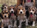 Safkan ırk garantili beagle yavrular