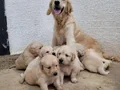 Safkan ırk garantili golden yavrular