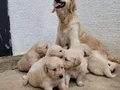Safkan ırk garantili golden yavrular