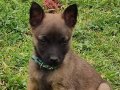 Saf kan ırk garantili Belçika malinois yavrular