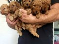 Safkan ırk garantili poodle yavrular