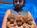 Safkan ırk garantili poodle yavrular