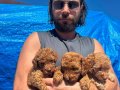 Safkan ırk garantili poodle yavrular