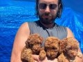 Safkan ırk garantili poodle yavrular