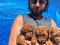 Safkan ırk garantili poodle yavrular