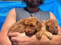 Safkan ırk garantili poodle yavrular