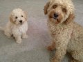 Irk garantili safkan Apricot Poodle