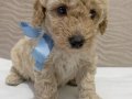 Irk garantili safkan Apricot Poodle