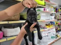 Safkan ırk garantili cane corsa yavrular