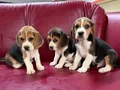Safkan ırk garantili ve Beagle yavrular