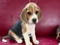 Safkan ırk garantili ve Beagle yavrular