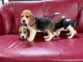 Safkan ırk garantili ve Beagle yavrular