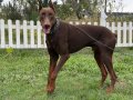 6 AYLIK ERKEK KIZIL ESTETİKLİ DOBERMAN