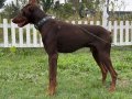 6 AYLIK ERKEK KIZIL ESTETİKLİ DOBERMAN