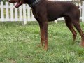 6 AYLIK ERKEK KIZIL ESTETİKLİ DOBERMAN