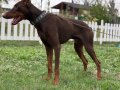 6 AYLIK ERKEK KIZIL ESTETİKLİ DOBERMAN