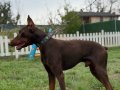 6 AYLIK ERKEK KIZIL ESTETİKLİ DOBERMAN