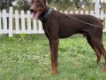 6 AYLIK ERKEK KIZIL ESTETİKLİ DOBERMAN