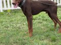 6 AYLIK ERKEK KIZIL ESTETİKLİ DOBERMAN
