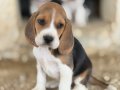 Safkan ırk garantili Beagle yavrular