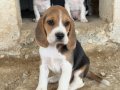 Safkan ırk garantili Beagle yavrular