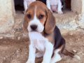 Safkan ırk garantili Beagle yavrular