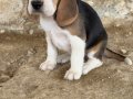 Safkan ırk garantili Beagle yavrular