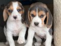 Safkan ırk garantili Beagle yavrular