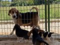 Safkan ırk garantili Beagle yavrular
