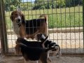Safkan ırk garantili Beagle yavrular