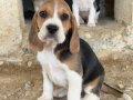 Safkan ırk garantili Beagle yavrular