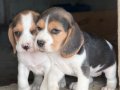 Safkan ırk garantili Beagle yavrular