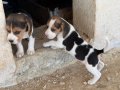 Safkan ırk garantili Beagle yavrular
