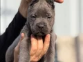 Safkan ırk garantili cane Corso italyano yavrular