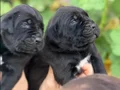 Safkan ırk garantili cane Corso italyano yavrular