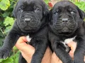 Safkan ırk garantili cane Corso italyano yavrular