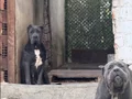 Safkan ırk garantili cane Corso italyano yavrular