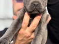 Safkan ırk garantili cane Corso italyano yavrular