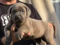 Safkan ırk garantili cane Corso italyano yavrular