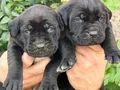 Safkan ırk garantili cane Corso italyano yavrular