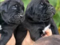 Safkan ırk garantili cane Corso italyano yavrular