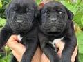 Safkan ırk garantili cane Corso italyano yavrular