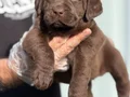 Safkan ırk garantili Labrador yavrularımız