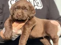 Safkan ırk garantili Labrador yavrularımız