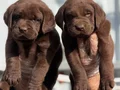 Safkan ırk garantili Labrador yavrularımız
