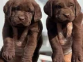 Safkan ırk garantili Labrador yavrularımız