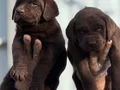 Safkan ırk garantili Labrador yavrularımız
