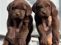 Safkan ırk garantili Labrador yavrularımız