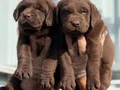 Safkan ırk garantili Labrador yavrularımız