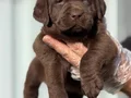 Safkan ırk garantili Labrador yavrularımız